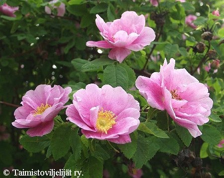 Rosa Blanda-Ryhm 'Tarja Halonen'